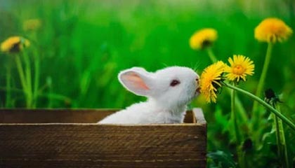 爱游戏体育官网-VALORANT 战队新人表现超预期，valorant比赛规则